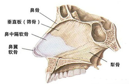 鼻中隔分布动画图—韩国will医院