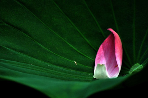 The picture shows a Lotus petal