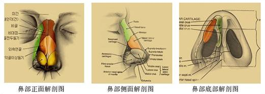 鼻部解剖图了解鼻假体取出后遗症